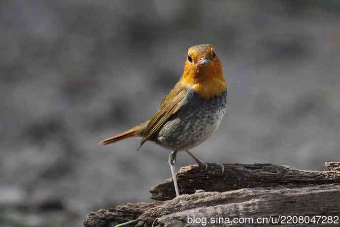 233.打鸟归来收获多多---(5)日本歌鸲 233.打鸟归来收获多多---(5)日本歌鸲