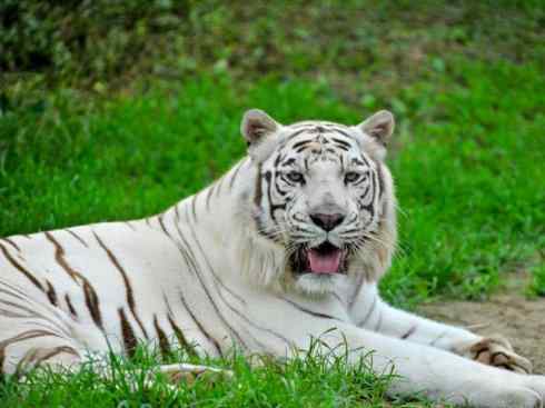 白虎：传说的兽原型探秘（孟加拉虎）