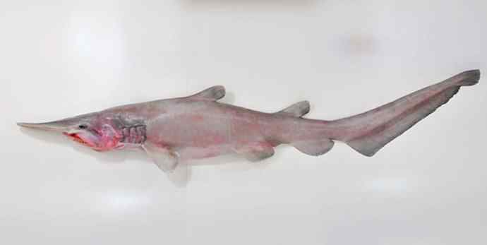 鱼类活化石：魔鬼鲨