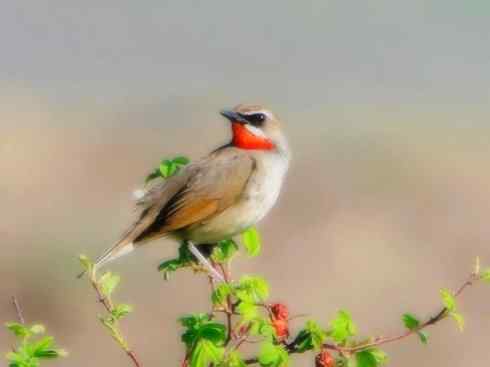 家禽驯化之源之二十七