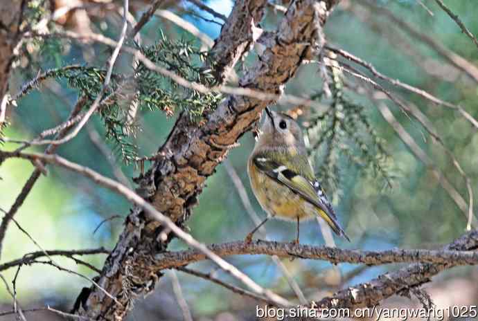 戴菊鸟(4) 戴菊鸟(4)