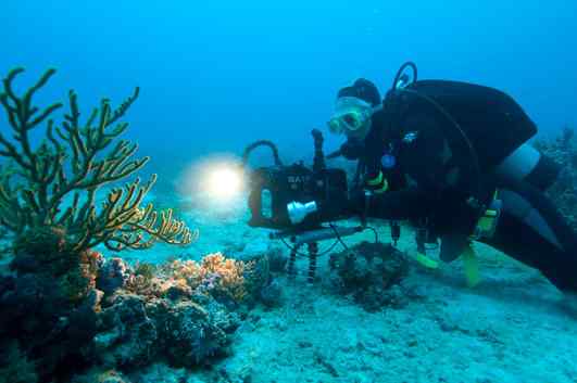 人类第一次完成海洋物种普查：23万种海洋生物