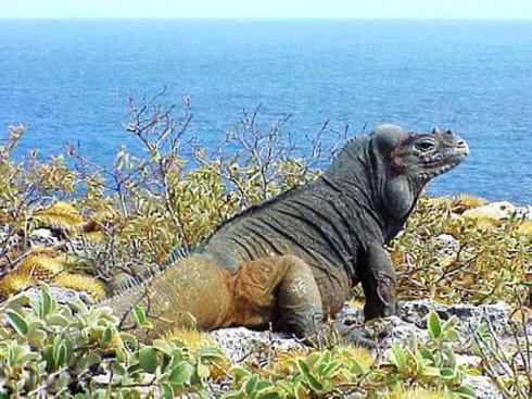 自然奇观：动物大迁徙(绿鬣蜥）