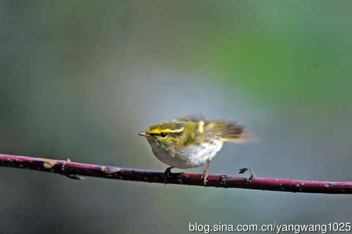 黄腰柳莺(23) 黄腰柳莺(23)