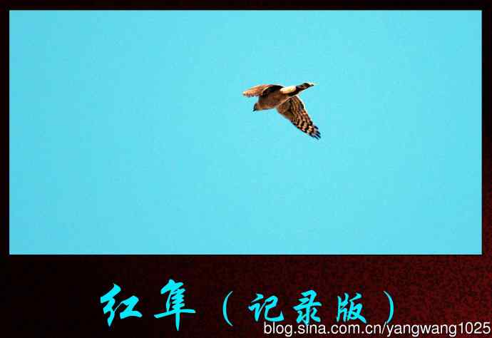 北京奥森公园的鸟类——红隼(记录版)