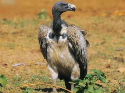 鸟类之最:大秃鹫