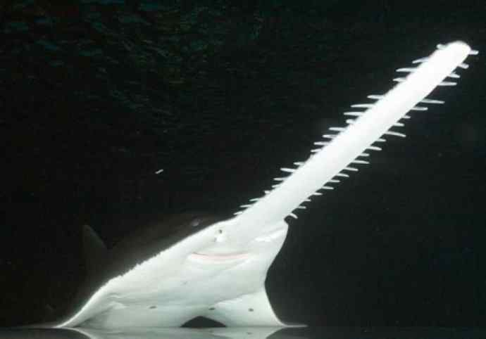 鱼类活化石：锯鳐