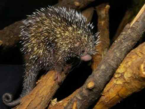 动物世界：山寨还是原创之二