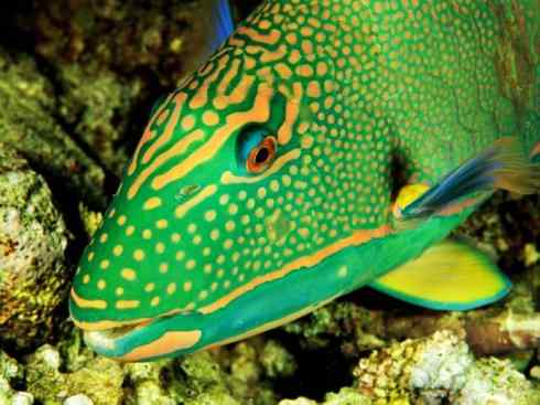 鱼类活化石：匙吻鲟科