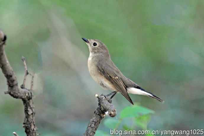 秋天的红喉姬鹟（2）