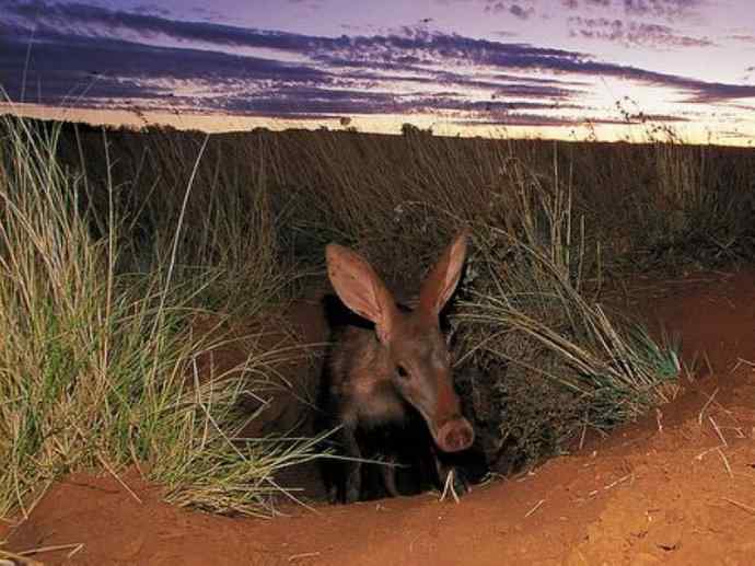 盘点十二大著名食蚁动物：土豚