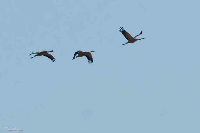 角百灵 wbr野鸭湖的一天