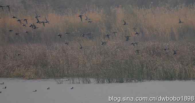 东花园观鸟生境记录