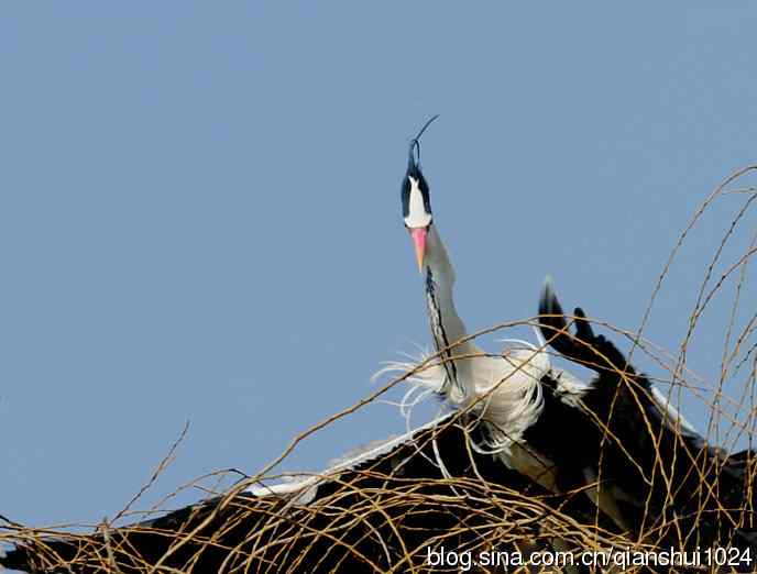 苍鹭.枝条后面一对对