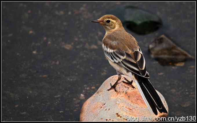 金海湖的鸟（6）——金翅雀等（组图）