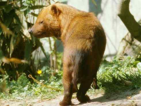 犬科：薮犬亚科薮犬属之薮犬