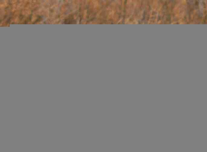 官厅水库&nbsp;wbr路&nbsp;wbr灰鹤