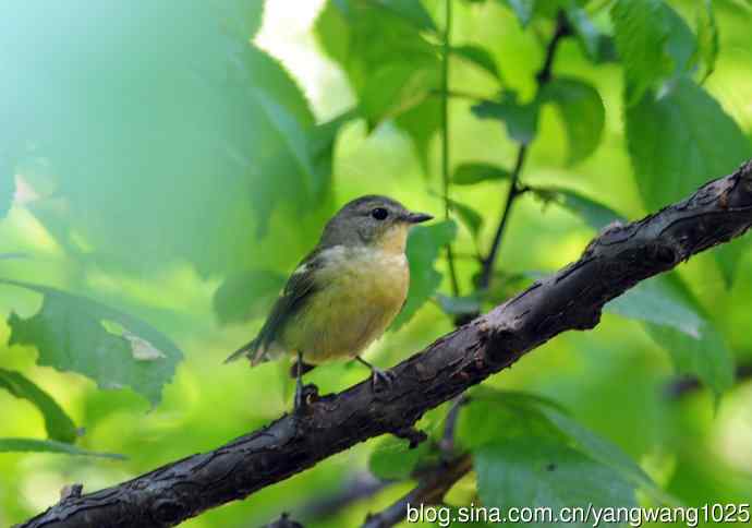 雌性白眉姬鹟（1）