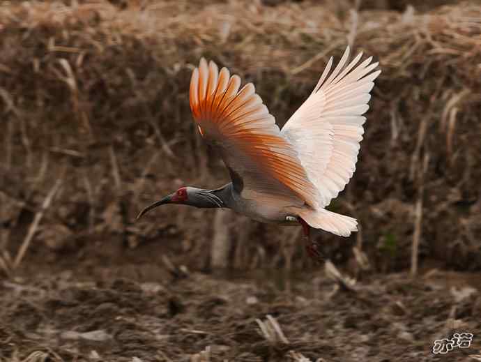 朱鹮&nbsp;wbr路&nbsp;wbr吉祥之鸟