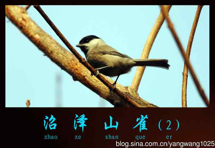 北京景山公园的鸟类——沼泽山雀(2)