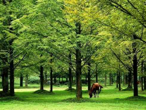 鱼类活化石：矛尾鱼