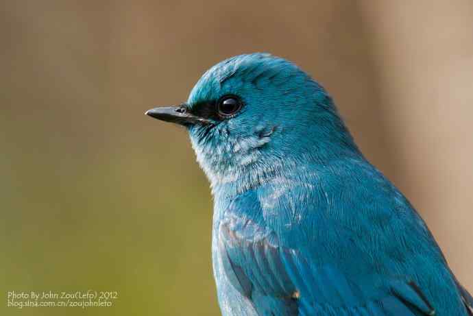 喜欢那一身蓝鈥斺斖尔l