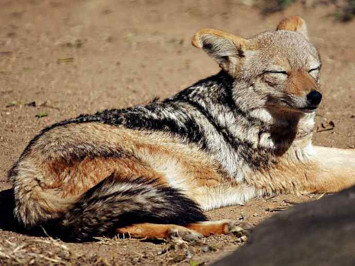 犬科：犬亚科犬属之西门豺、侧纹豺（胡狼类）