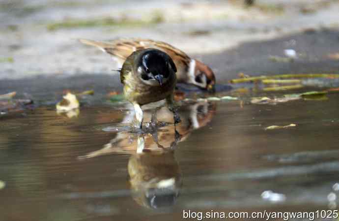 白头鹎bei（白头翁）