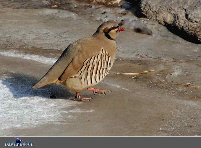 龙年鸡翔：初四拍石鸡
