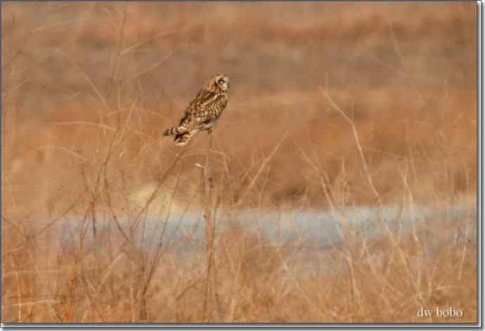 野鸭湖猛禽-红隼、短耳鸮、毛脚鵟