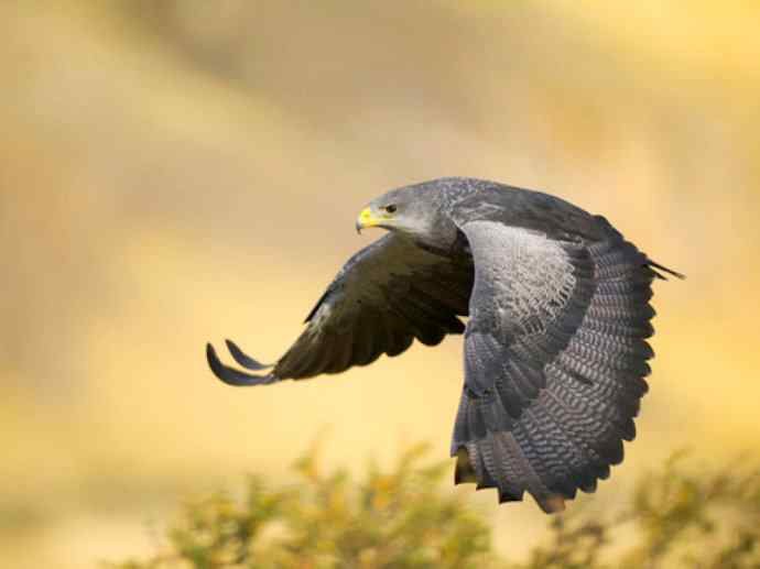 犬科：狐亚科伪狐属之阿根廷狐、山狐、达尔文狐