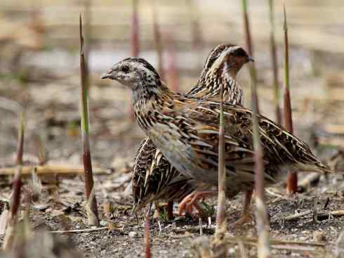 凤凰：传说的鸟原型探秘（鹌鹑）
