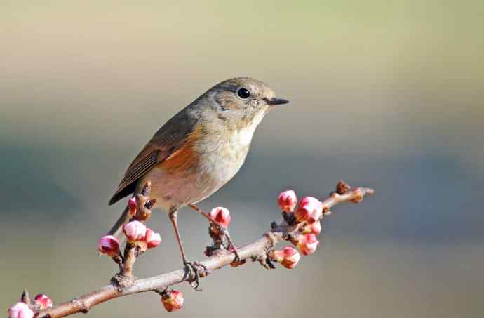 雌性红胁蓝尾鸲（42）