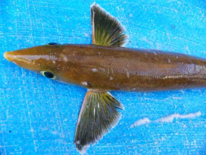 鱼类活化石：虱目鱼