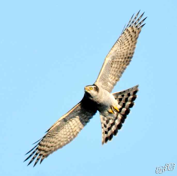 北京西山拍鸟——苍鹰