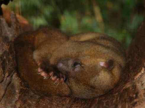 十大喜食蜂蜜动物:蜜熊 十大喜食蜂蜜动物:蜜熊