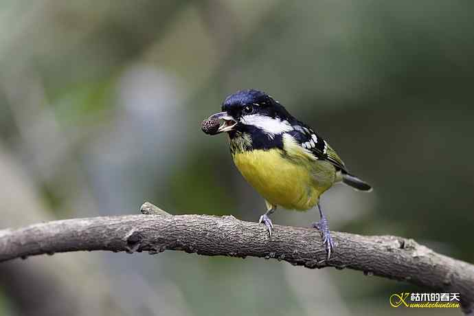 “黄腹山雀”储粮过冬