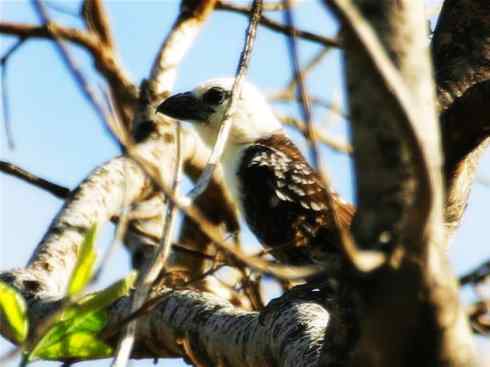 白头鸟系列:另类的美丽4 白头鸟系列:另类的美丽4