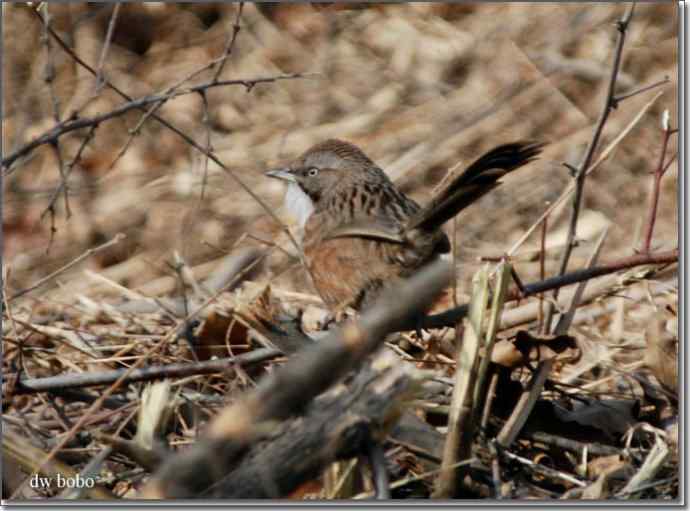 辞旧岁 wbr黄喉鹀添彩儿
