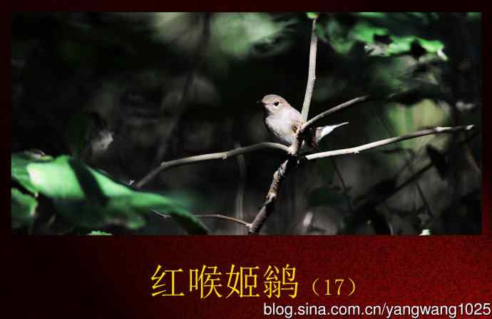 北京天坛公园的鸟类——红喉姬鹟（17）