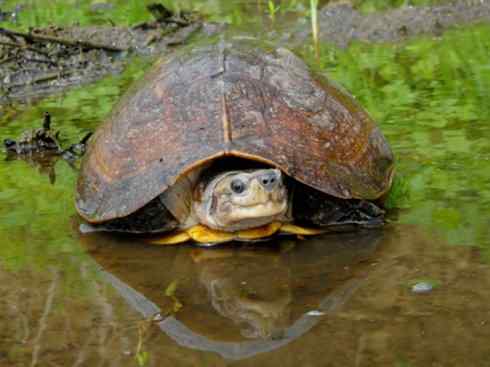 玄武:传说的兽原型探秘(潮龟) 玄武:传说的兽原型探秘(潮龟)