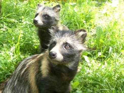 犬科:犬亚科犬属之貉 犬科:犬亚科犬属之貉