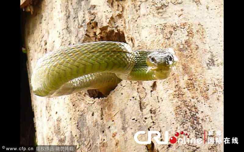 【视频】勇敢的啄木鸟 敢于和蛇战斗 【视频】勇敢的啄木鸟 敢于和蛇战斗