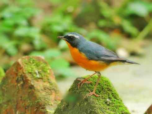 家禽驯化之源之二十七