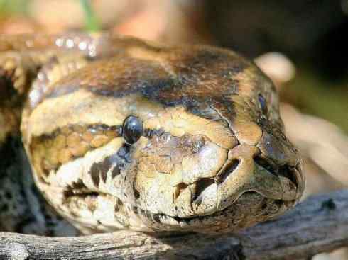 龙：传说的兽原型探秘（蟒蛇类）