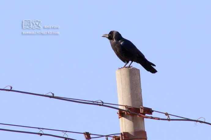 四川西昌鸟类摄影——大嘴乌鸦