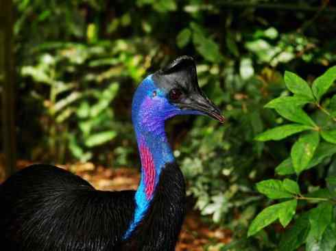 奇特的盔：鹤鸵