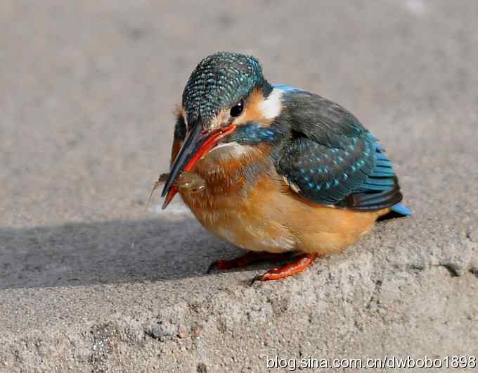 新年第一炮:小翠抓虾 新年第一炮:小翠抓虾