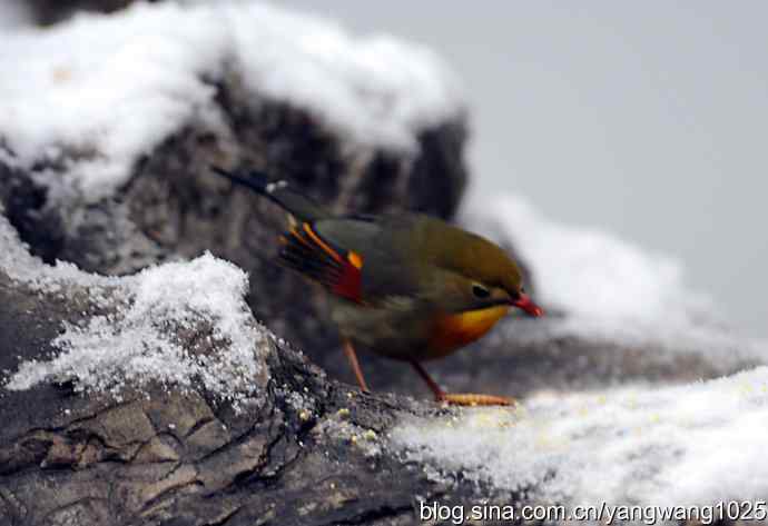 雪中相思鸟 wbr2