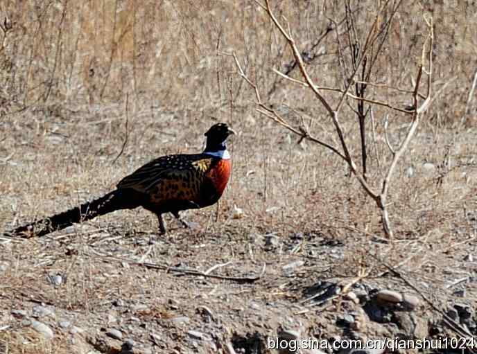 生境鸟片.风景独好